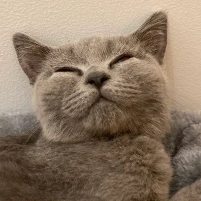Nico :pensive_party_blob: adlı kullanıcının avatarı