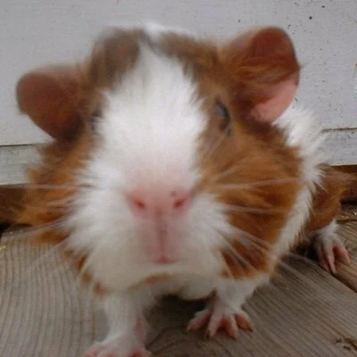 Piggleston Pecanpants adlı kullanıcının avatarı